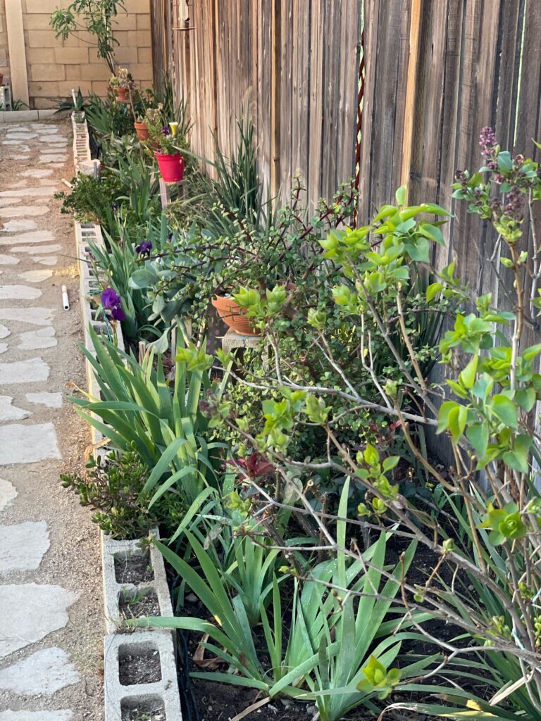 Cinder block wall planter 