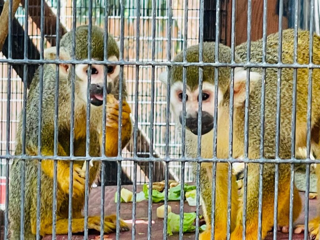 Squirrel Monkeys 