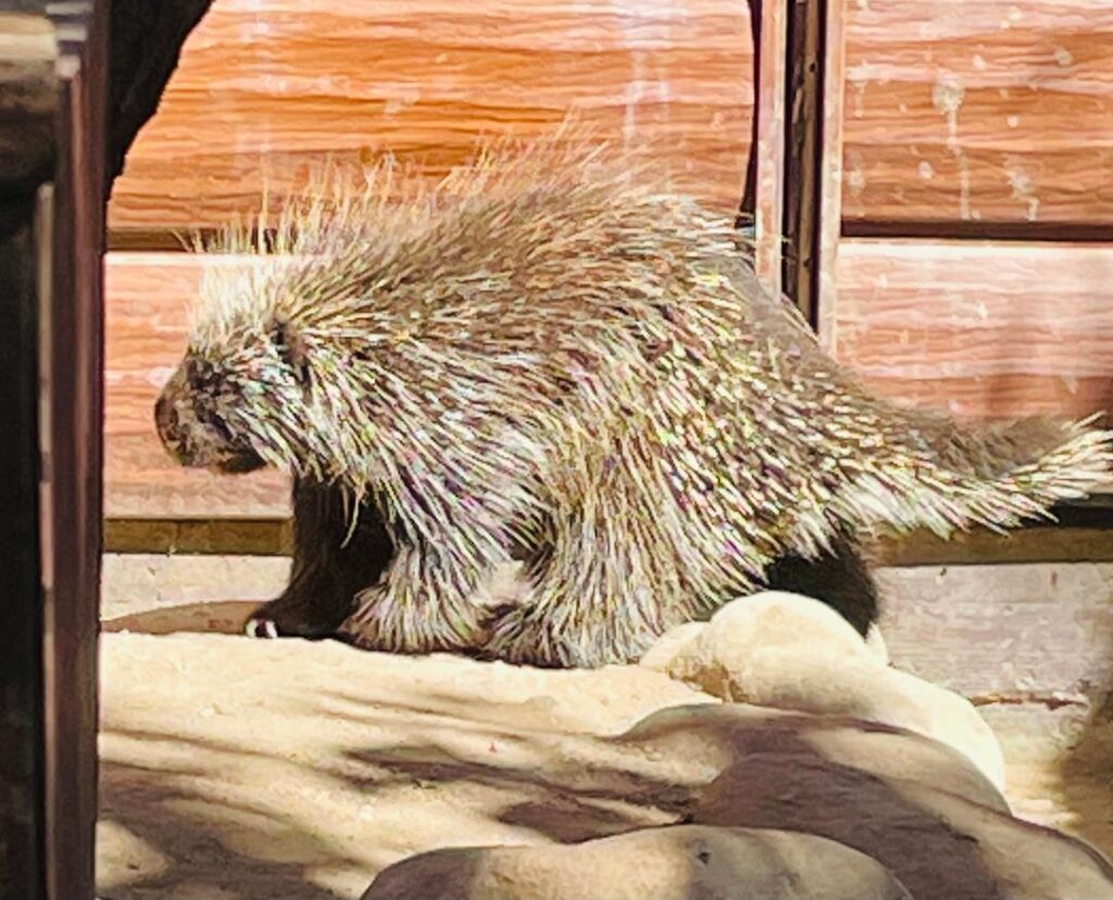 Porcupine