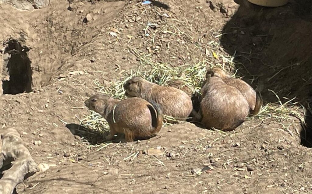 Black tailed prairie dogs