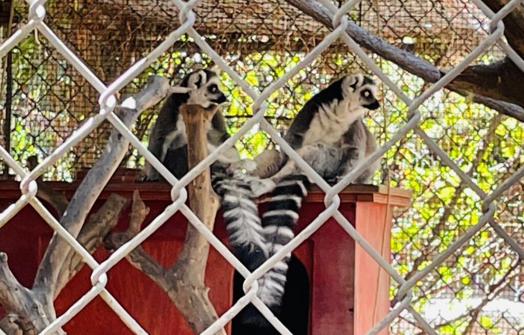 Ring-tailed Lemurs