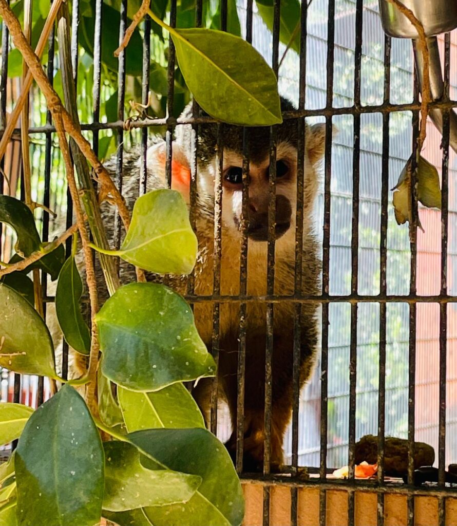 Wildlife Learning Center