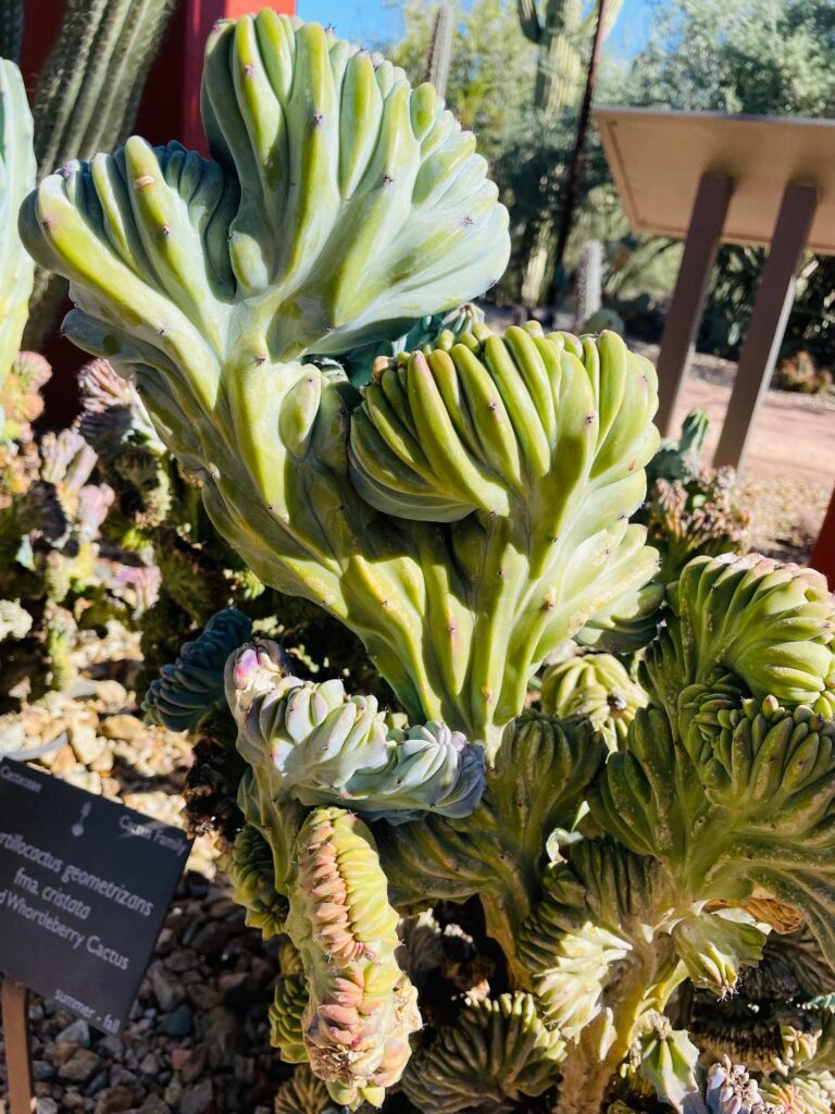 Desert Botanical Gardens