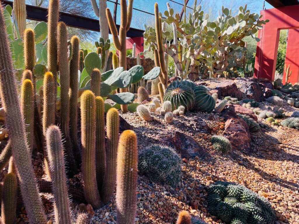 Desert Botanical Gardens