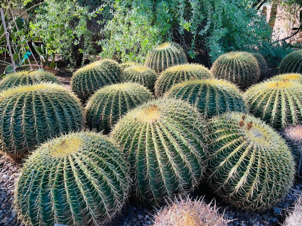 Desert Botanical Gardens