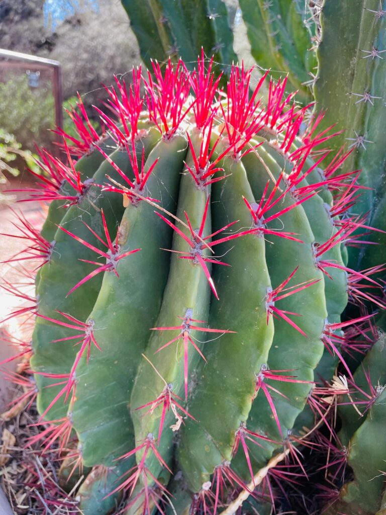 Desert Botanical Gardens