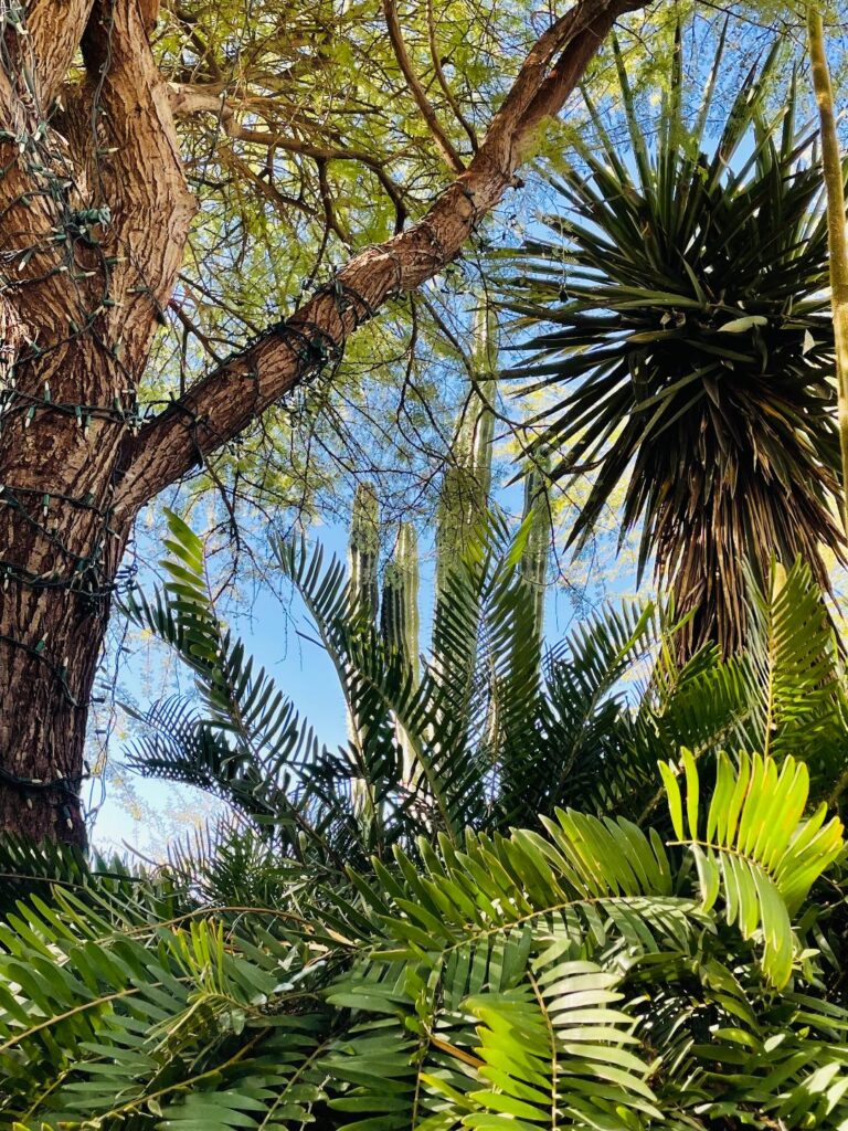  Desert Botanical Gardens 