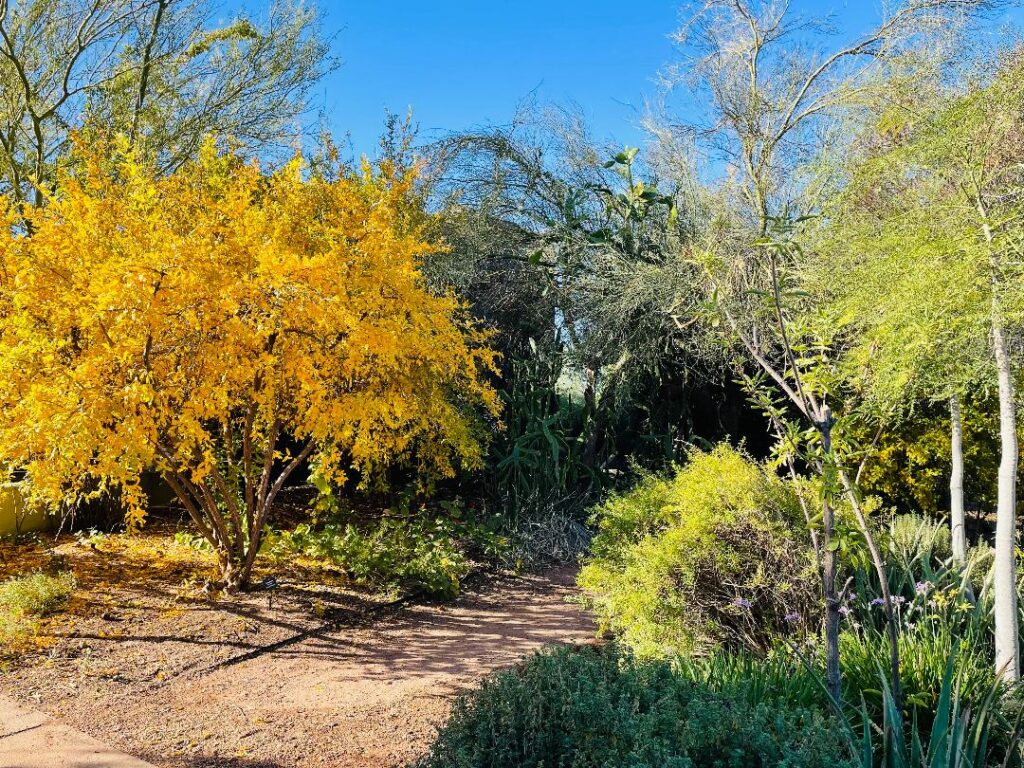 Desert Botanical Gardens