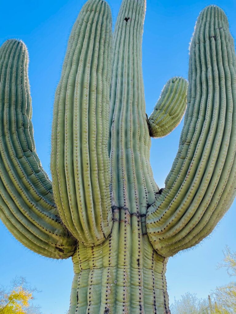 Desert Botanical Gardens