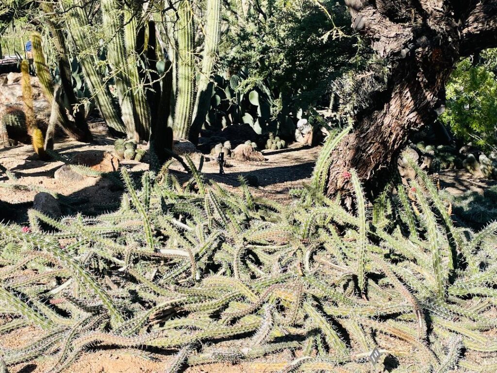 Desert Botanical Gardens