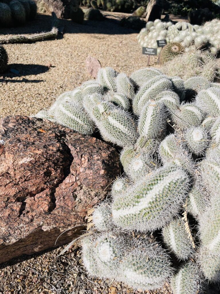 Desert Botanical Gardens